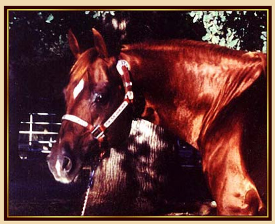 CUTTIN TUCK - Quarter Horse Stallion